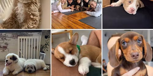 Yoga with Puppies - May 2nd