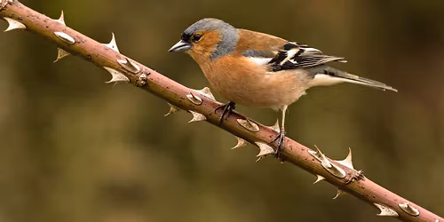 Identifying Birds by Sight and Sound