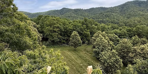 Tree Basics Talk: History of the American Chestnut