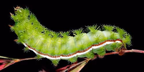 The Extraordinary Caterpillar 