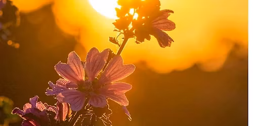 Summer Solstice Yoga, Cacao and Sound Healing Ceremony