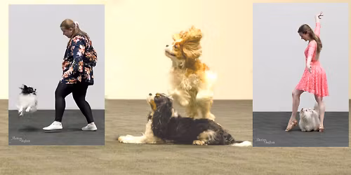 Mistrovstv\u00ed \u010cR spole\u010densk\u00fdch plemen  & 4. Mistrovstv\u00ed \u010cR KKCH\u0160 v dogdancingu