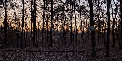 My Little & Me in the Trees