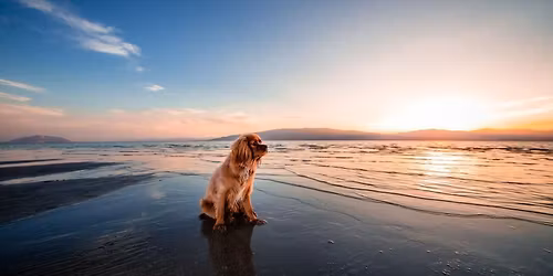 Beginner Dog training class