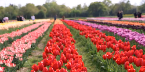 Tulip Fields Photoshoot