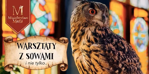 Spotkaj SOWY jak z Harry\u2019ego Pottera!