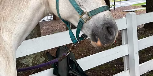 Horse camp week 6