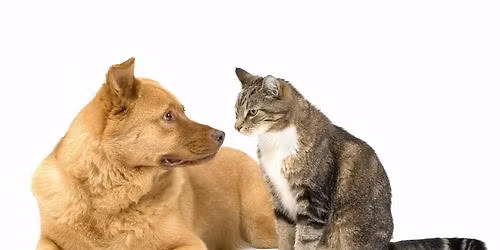  Nen\u00e1siln\u00e1 komunikace - 8 t\u00fddn\u016f intenzivn\u00ed kurz