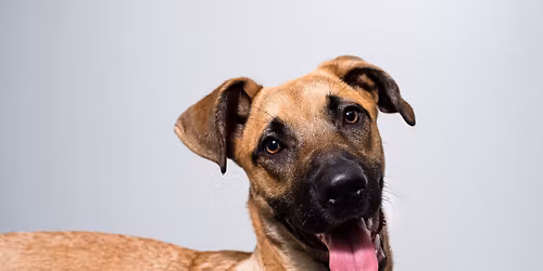 Dog Adoption Event@ Pet Supplies Plus-Talmadge