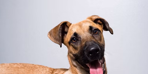 Dog Adoption Event@ Pet Supplies Plus-Talmadge
