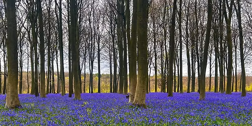 Hike the Stour valley and Kings Wood, Wildflowers and Bluebells