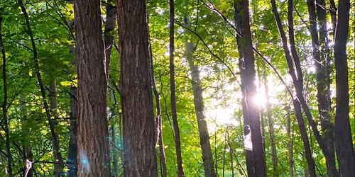 McCarthy Woods Guided Tour