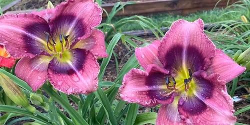 Daylily Gardening Master Series