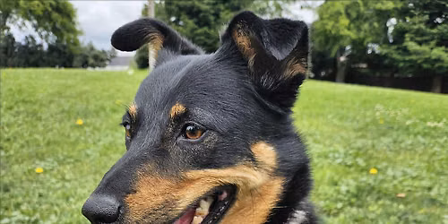 Shelter Dog Walk\/FieldTrip