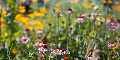 Meadow Building