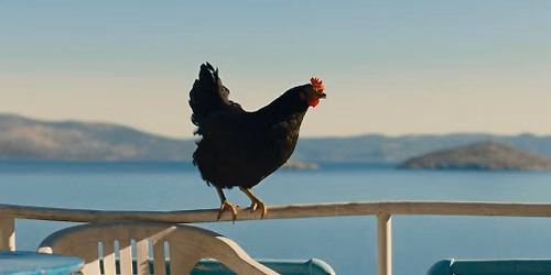 Hen