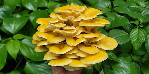 Galena IL: Eat the Parks Foraging Walk, Galena River Trail