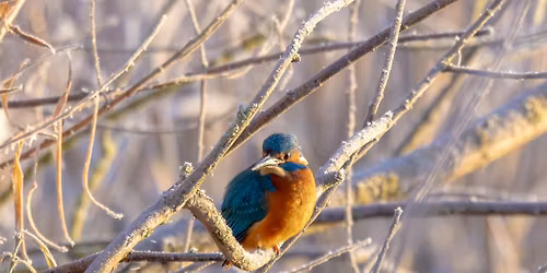 Wildlife Photography for Beginners