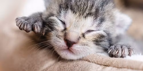 Kitten Shower at Smitten Kitten Cat Cafe \ud83d\udc3e