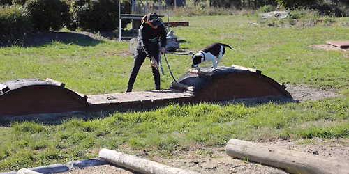 Dog day out -Doggy play date