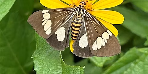 The living city: applying the Nature Design Guide