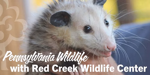PA Wildlife with Red Creek Wildlife Center