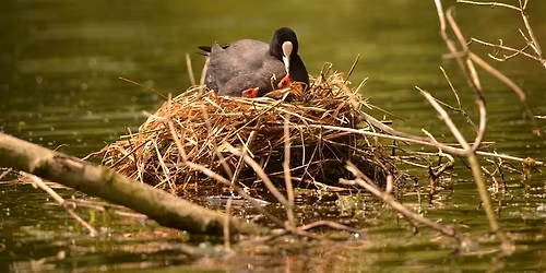 Balade naturaliste : la palette de l'artiste