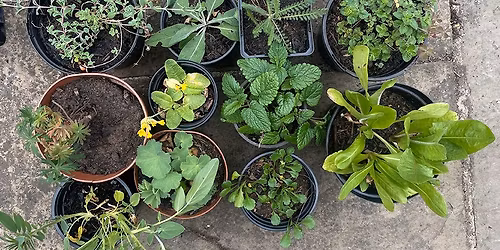 Wildflower Plant Sale