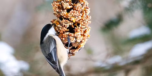 Winter Pinecone Feeders