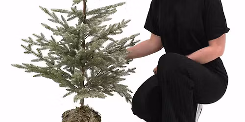 Mini Trees at Warehouse on Watts