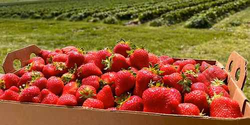 The Sweetest Mother\u2019s Day at Tasty Acres