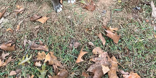 Fence build for Athena & Ooshi