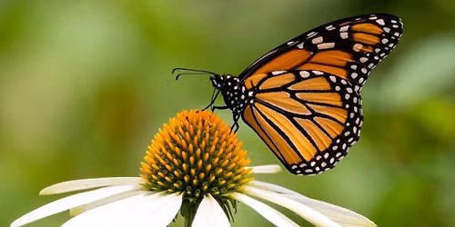 Bye, Bye, Butterfly 