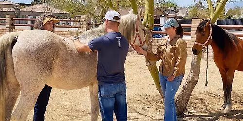 The STABLE Series: Equine Therapy Exercises & Arena EMDR