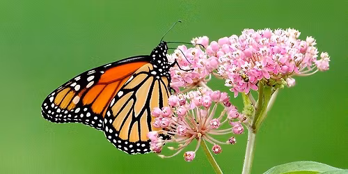 Native Plant Sale