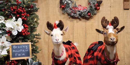 Reindeer Goat Snuggles