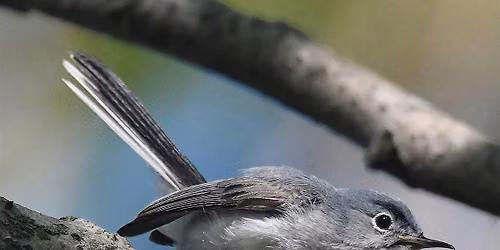 September Fall Migration Bird Walk