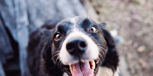 Doggy Dentals Anesthesia-Free Dental Cleaning