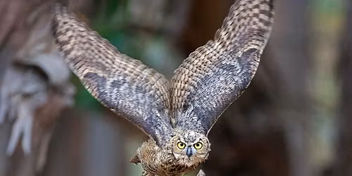 Birds in Food Chains