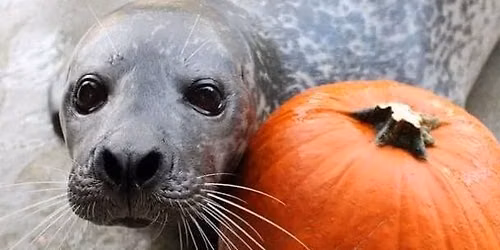 IMHNE visits Buttonwood Park Zoo Boo at the Zoo