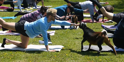 Goat Yoga at The Monkey Farm