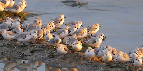 Free Wildlife Walk in South Woodham Ferrers