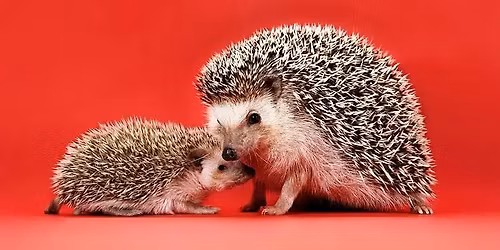 B&N Lennox Storytime: Hedgehogs 