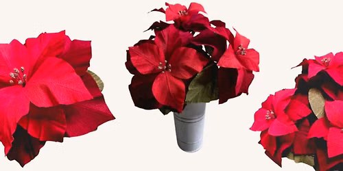 Crepe Paper Poinsettia Workshop