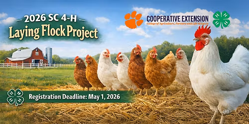 2026 4-H Laying Flock Project