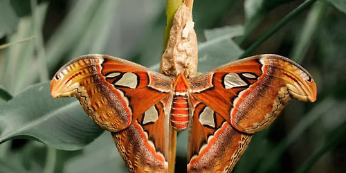 Moth Pinning: Atlas