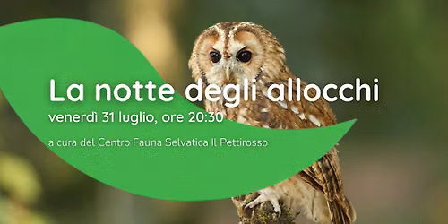 La notte degli allocchi