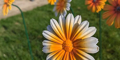 Bloom in June