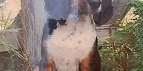 Jakthundutstillingen 2025