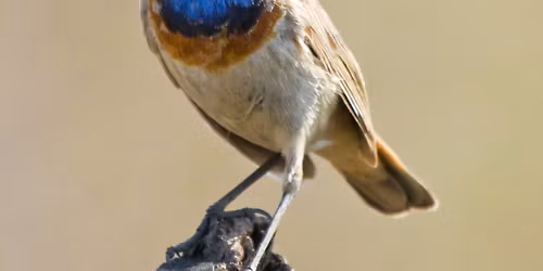 Program Meeting | Birding Alaska\u2019s Edge: St. Lawrence Island & Nome with Tom Linda  